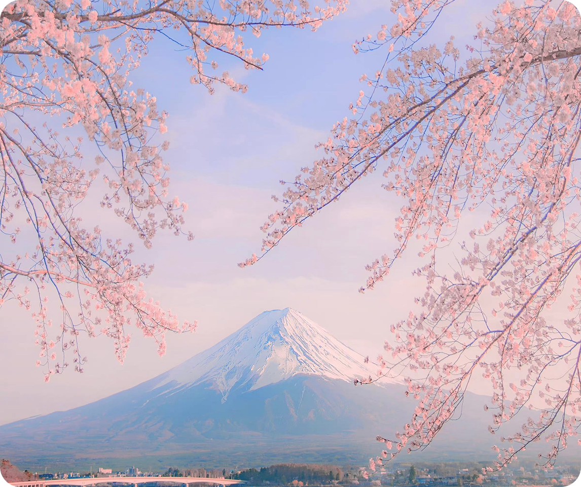 Mount Fuji framed by cherry blossoms